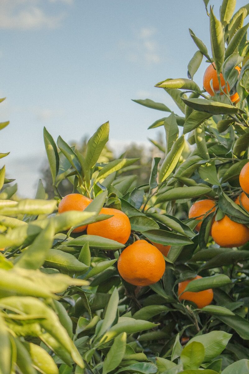 Orangen am Baum selective focus photography of unpicked orange fruits during daytime