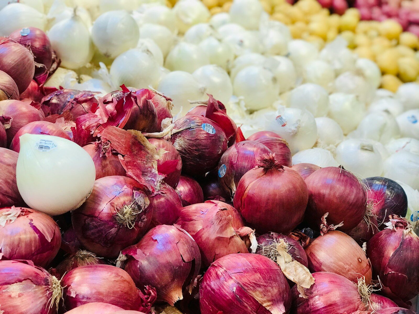 Zwiebeln onion lot