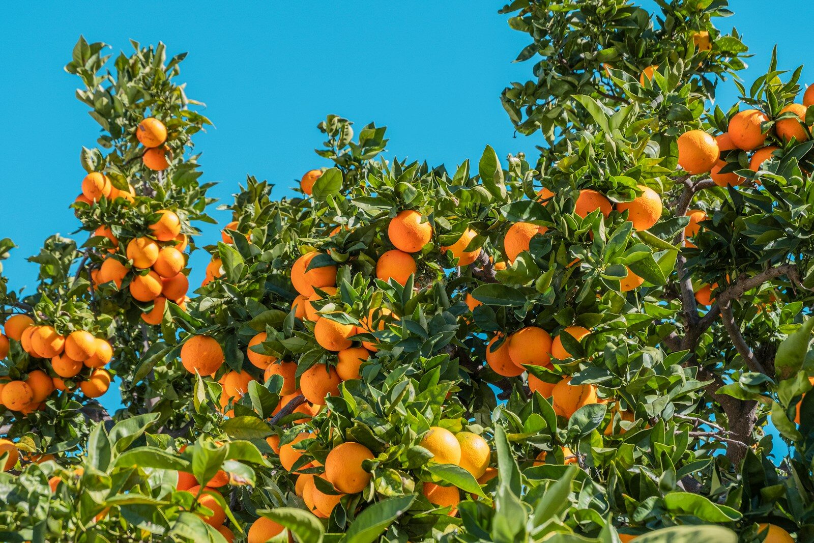 Orangen am Baum orange fruits under blue sky during daytime