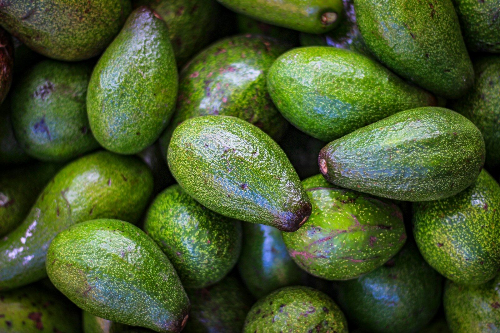Avocados green oval fruits on white surface